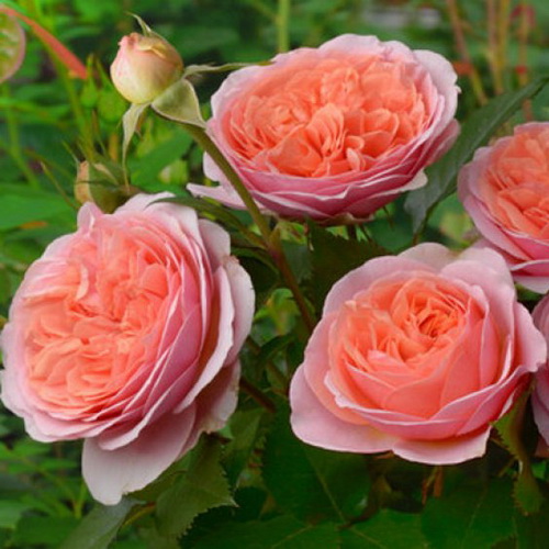 Rose Charles Austin_3