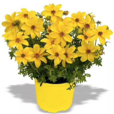 Bidens Mega Charm