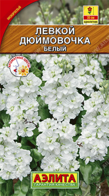 Левкой карликовый Дюймовочка белый