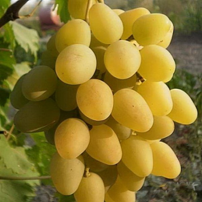 Виноград МОНАРХ столовый
