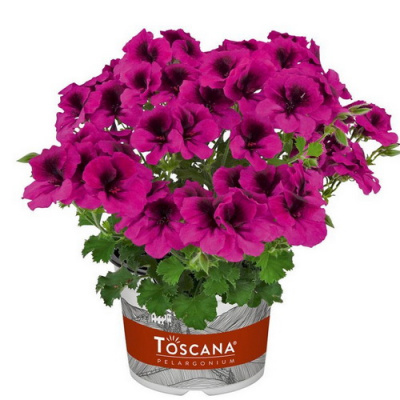 Пеларгония Florella Magenta