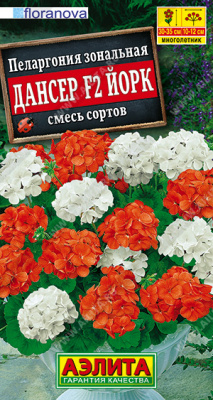 Пеларгония Дансер F2 Йорк
