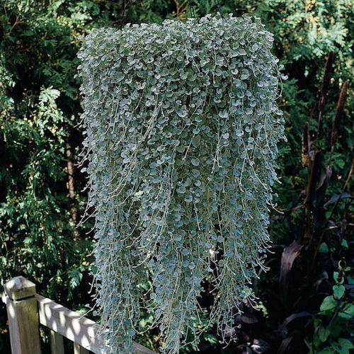 Dichondra Silver Falls (1)