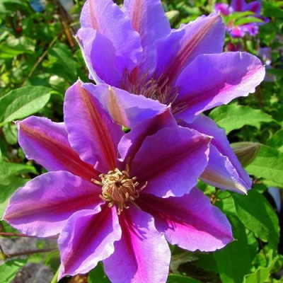 Clematis Akaishi