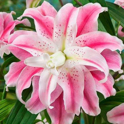 Лилия Sweet Rosy