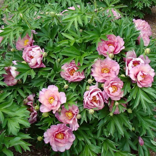 Paeonia Pink Double Dandy_4