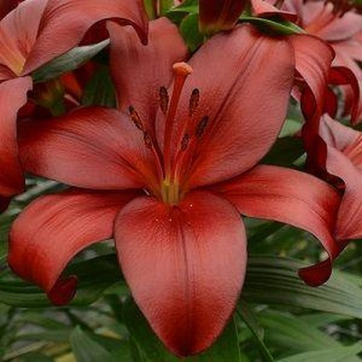 Lilium Kamsberg