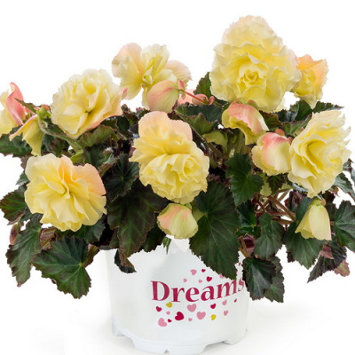 Бегония Fragrant Falls Lemon