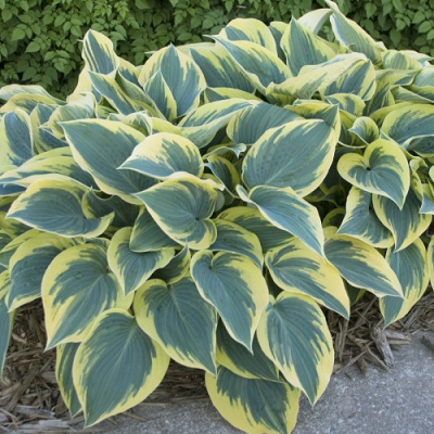 Hosta First Frost