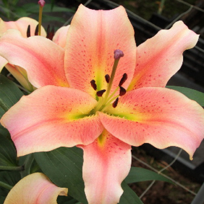 Lilium Zelmira