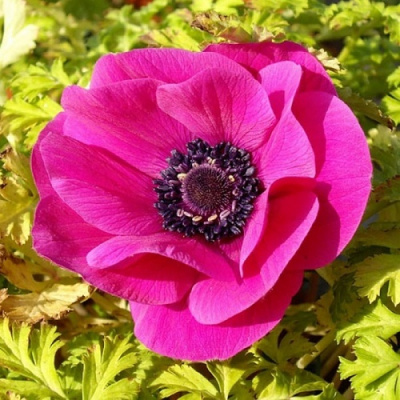 Anemone Sylphide