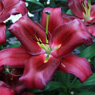 Lilium Borrello