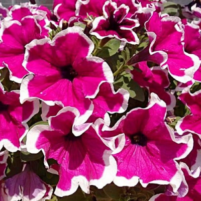 Petunia Fanfare (Lancelot) Purple Pikotee