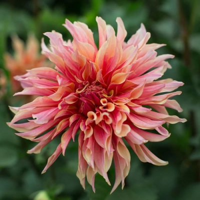 Dahlia Labyrinth