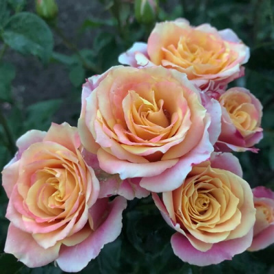 Rosa Antigua