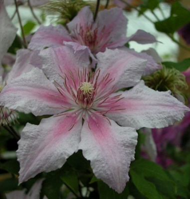 Clematis Marmori