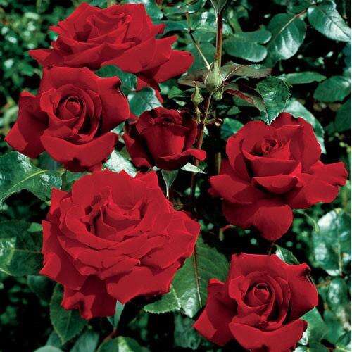 Rosa Ingrid Bergman