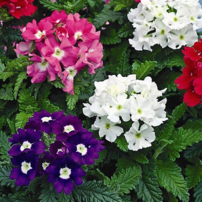 Verbena_tuscany_mix