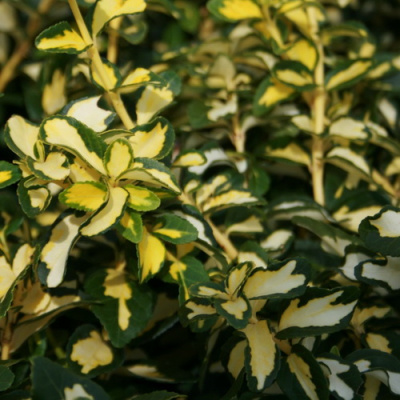 Euonymus fortunei Blondy