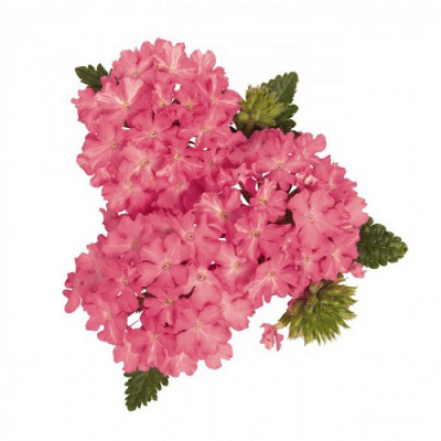 Вербена Vera Salmon Pink