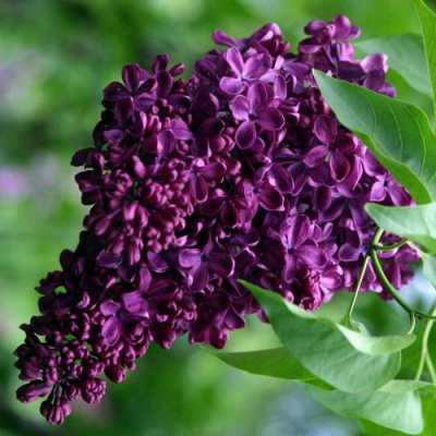 Syringa vulgaris Frank Paterson