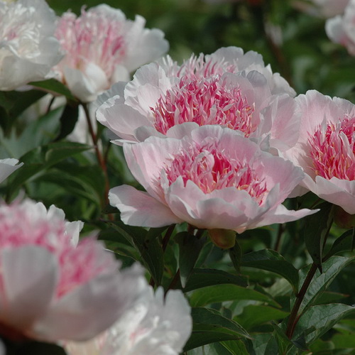 paeonia_do_tell_4