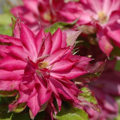 Clematis Kaen_4