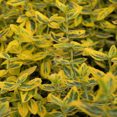 Euonymus fortunei Emerald'n Gold
