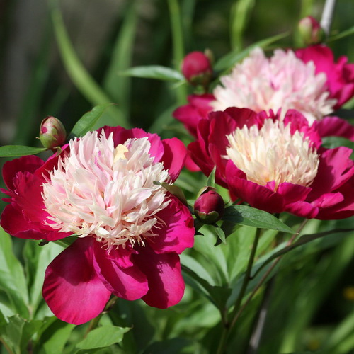 Paeonia White Cap_2