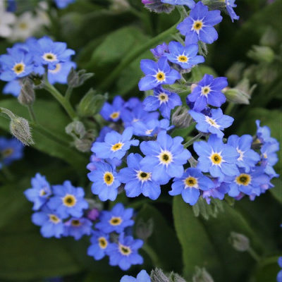 Myosotis sylvatica Bellamy Blue