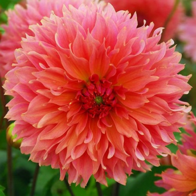 Dahlia Orange Fubuki