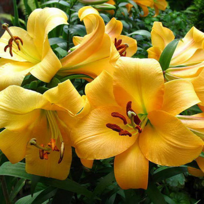 Lilium Saltarello