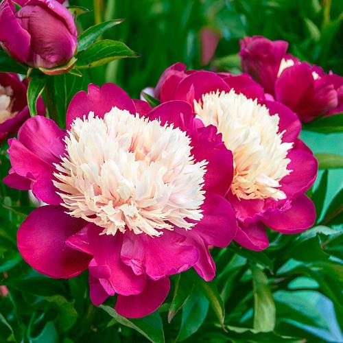 Paeonia White Cap