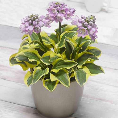 Hosta Mighty Mouse