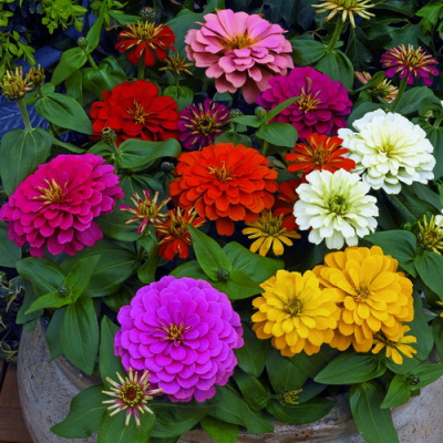 Zinnia Magellan Mix