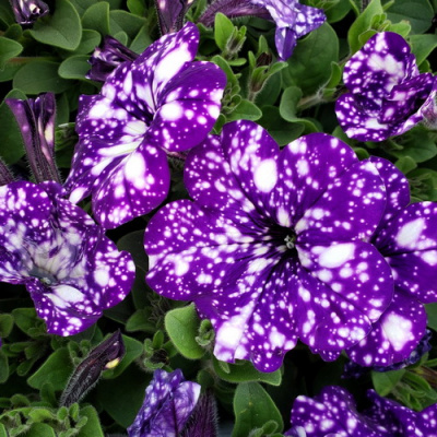 Petunia Glacier Sky