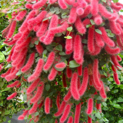 Акалифа Firetail