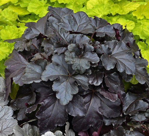 Heuchera Black Pearl_5