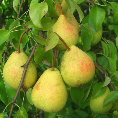 sokrovishche