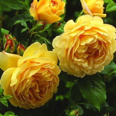 Rosa Golden Celebration