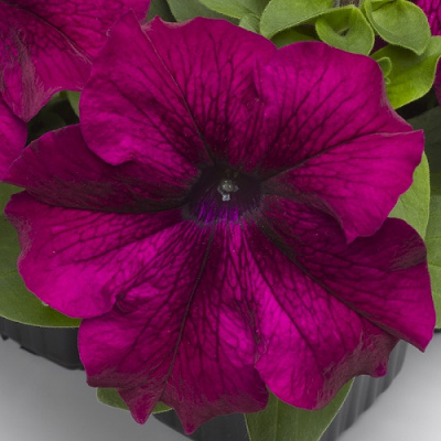 Tango Burgundy