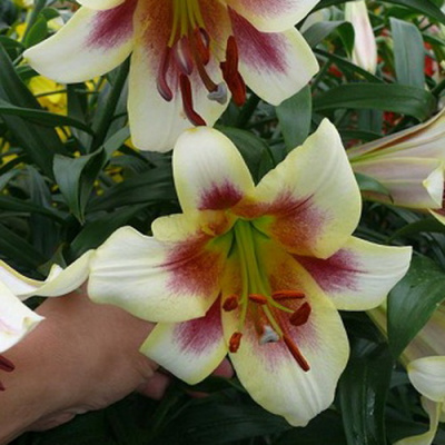 Lilium Passion Moon