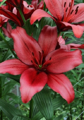 Lilium ПАТЕРНО