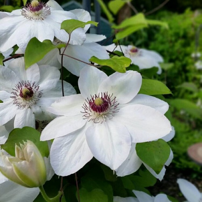 Clematis 'Miss Bateman