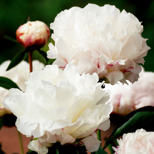 Paeonia Shirley Temple_2