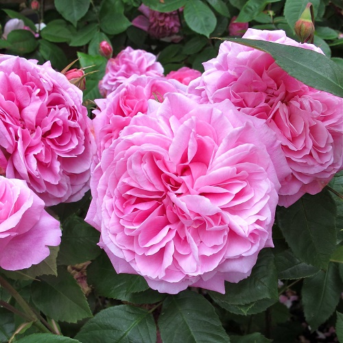 Rosa Gertrude Jekyll_4