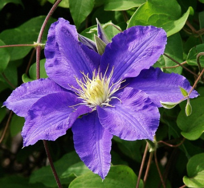Clematis Lasurstern