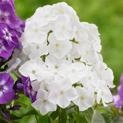 Phlox paniculata David