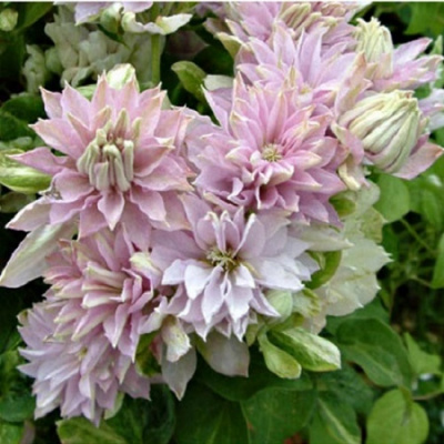 Clematis Dancing Smile