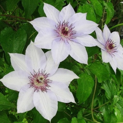 Clematis Fuyu-No-Tabi